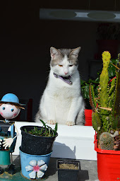 Photo n°19 de Les Amis De Kâli à La Ville-Dieu-du-Temple (Association pour la protection des animaux)