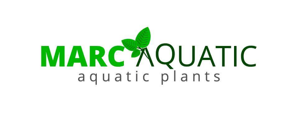 Marcaquatic , aquascape bintaro, Author: marco mar