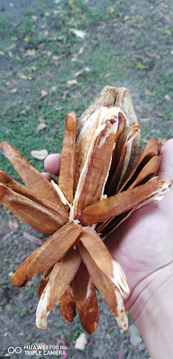 Palapa el recodo