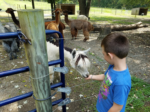 Robin Gilmore's Illusion Ranch Alpacas - Thumbnail