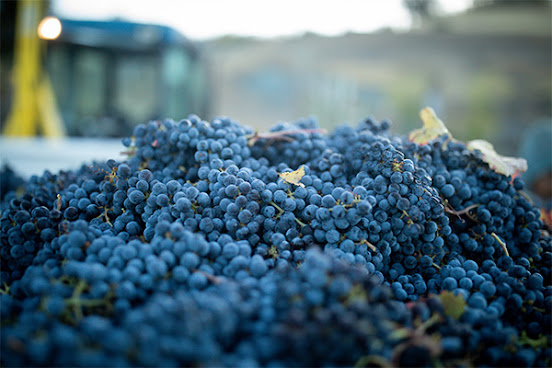 Eco Terreno Wines & Vineyards Corporate Office by null