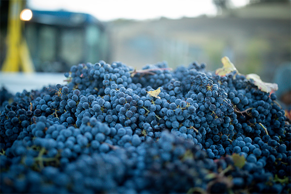 Eco Terreno Wines & Vineyards Corporate Office by null