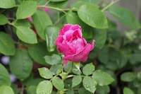 渡瀬Home行政書士事務所