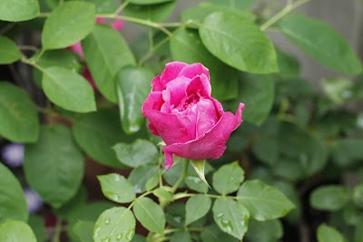 渡瀬Home行政書士事務所