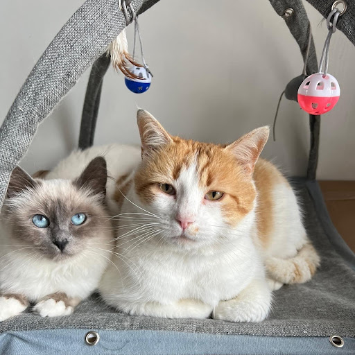 La Vie & Pattes - Pet-sitter Angers (49) - Thumbnail