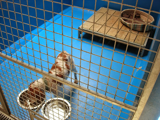 Photo de Pension pour chiens et chats Les Chalets Animaliers à Camors (56330)