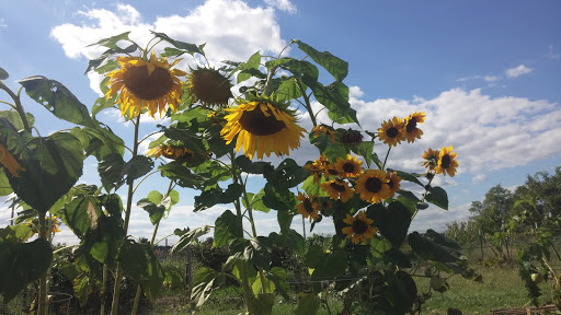 William F. Miles Community Garden - Thumbnail