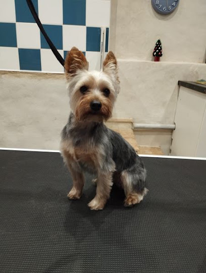 Pet saloon toilettage