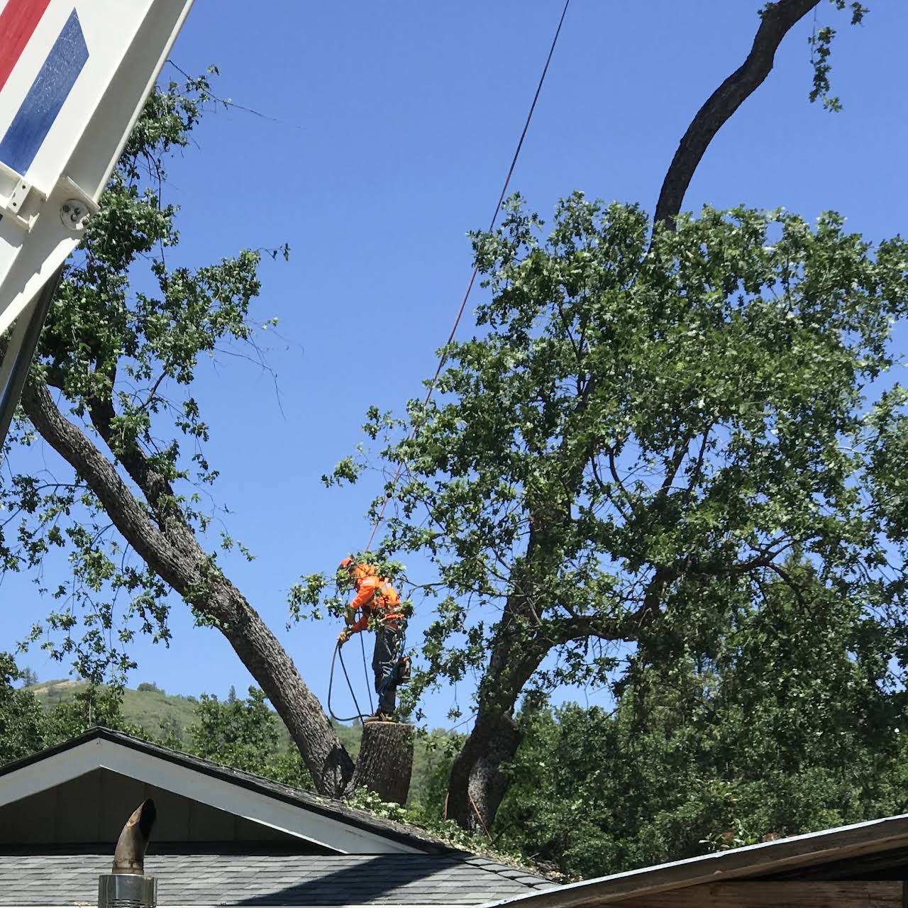 Proper Pruning Service Tree Service