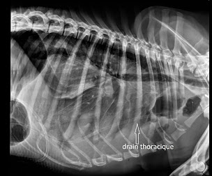 Photo n°19 de Groupe Vétérinaire Saint Georges à Chavanges (Clinique vétérinaire)