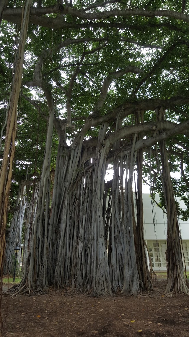 Aliiolani Hale