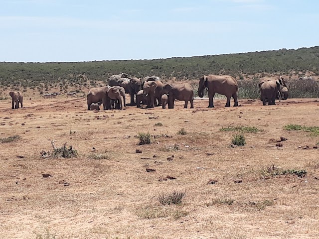 Parc national des Éléphants d'Addo