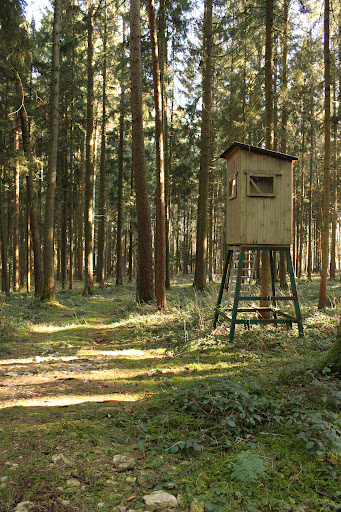 Stetterhofer Forst - Thumbnail
