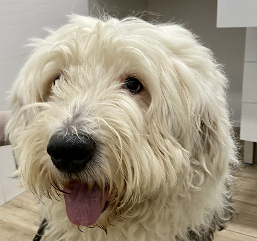 Clínica Veterinaria Castalia