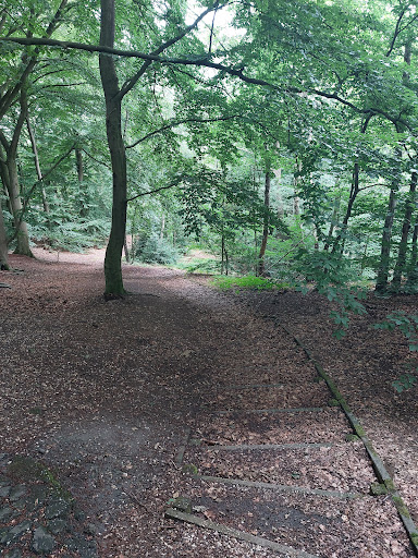 Nice forest - Visual