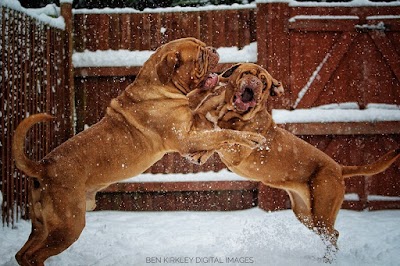 Dogs Choice Raw Food LTD