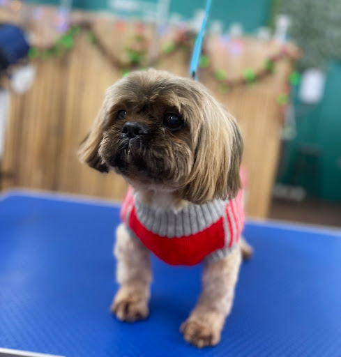 K9 Paws n Play - Dog Grooming - Thumbnail