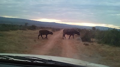 Photos of Thorndale Safari Hunting Lodge