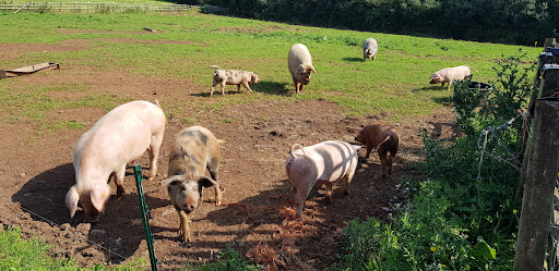 Garnic Farm - Visual
