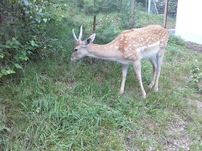 Photos of Klingenthal Zoo