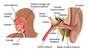 Médico Otorrinolaringólogo Acosta Ponce Fernando 5