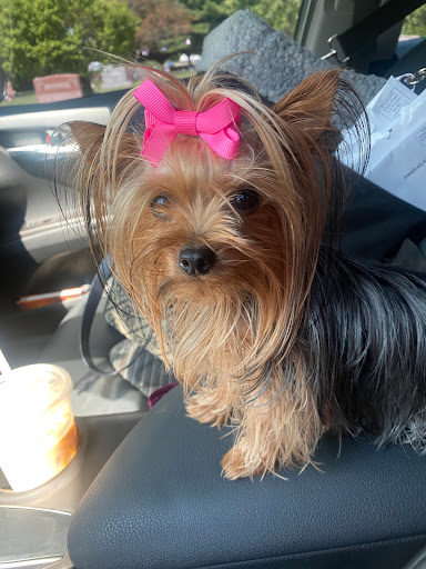 Paws and Whiskers Boutique and Spa