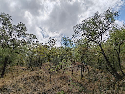 Bosque De La Primavera Río Salado - Thumbnail