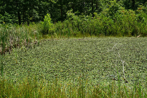 Flag Springs Park South Side - Thumbnail