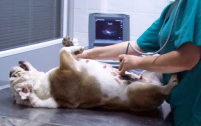 Photos of Veterinaria Arizio