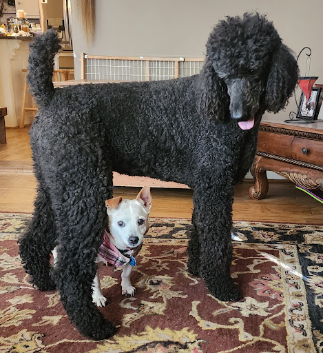Puppy Spa - Thumbnail