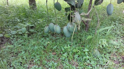 Photos of Alfie's Mango Garden