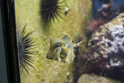 Smithsonian Marine Ecosystems Exhibit