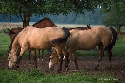 photo of Gospodarstwo agroturystyczne Pegaz