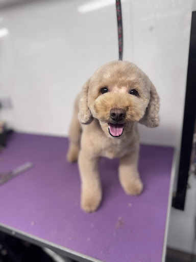 LedByLead Dog Grooming Horsforth