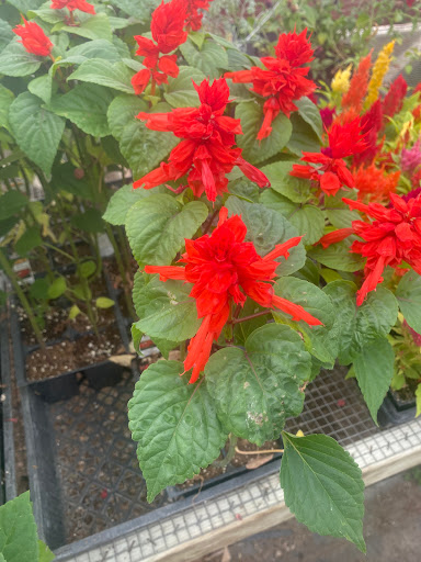 Greenhouse Neepawa The - Thumbnail