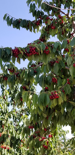 Cowley Farms U-PICK CHERRIES