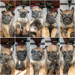 Photo n°17 de Élevage de malinois du husbondi ragnard à Rolbing (Éleveur de chiens)