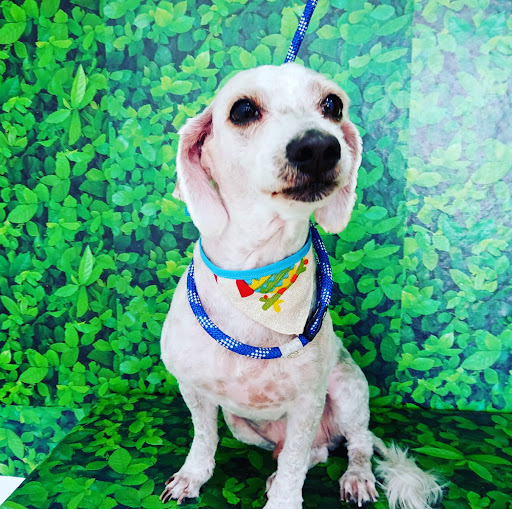 VETS and PEKS veterinary clinic