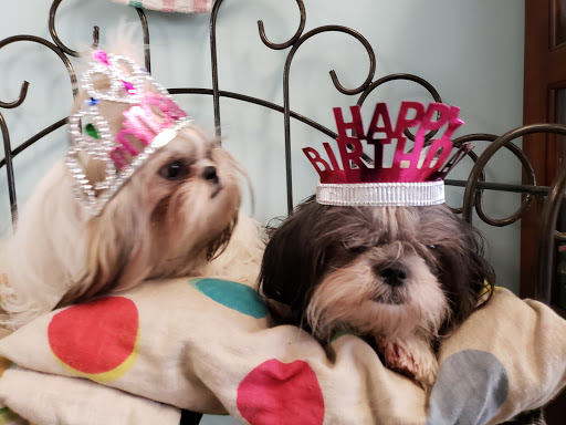 Paw Daddy's Pet Salon - Thumbnail