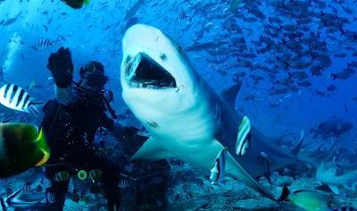 Photos of South Pacific Adventure Divers
