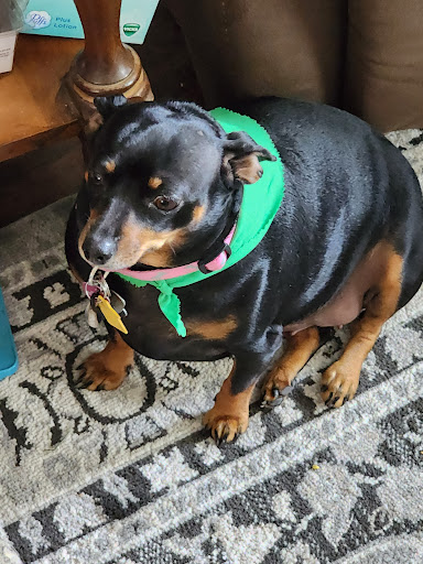 Bailey’s Pet Spa - Thumbnail