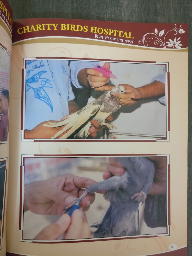 Charity Bird Hospital - पक्षियों का धर्मार्थ चिकित्सालय