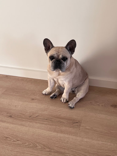 Encounter Bay Veterinary Clinic - Thumbnail