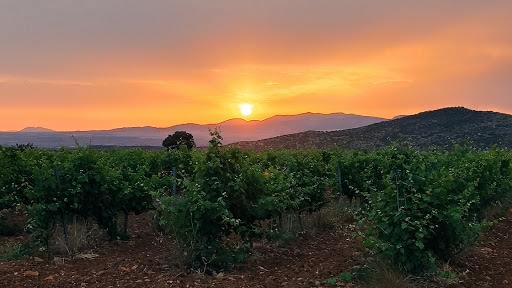 Bodegas Vertijana