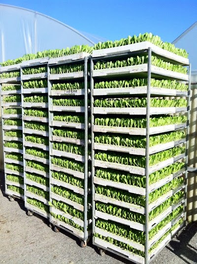 Photos of Vivai Oliva Cosimo