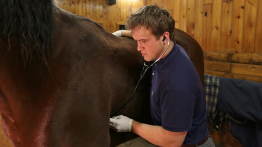 Allossery Equine Veterinary Services