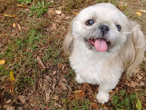 Home Away From Home Pet Spa - Thumbnail
