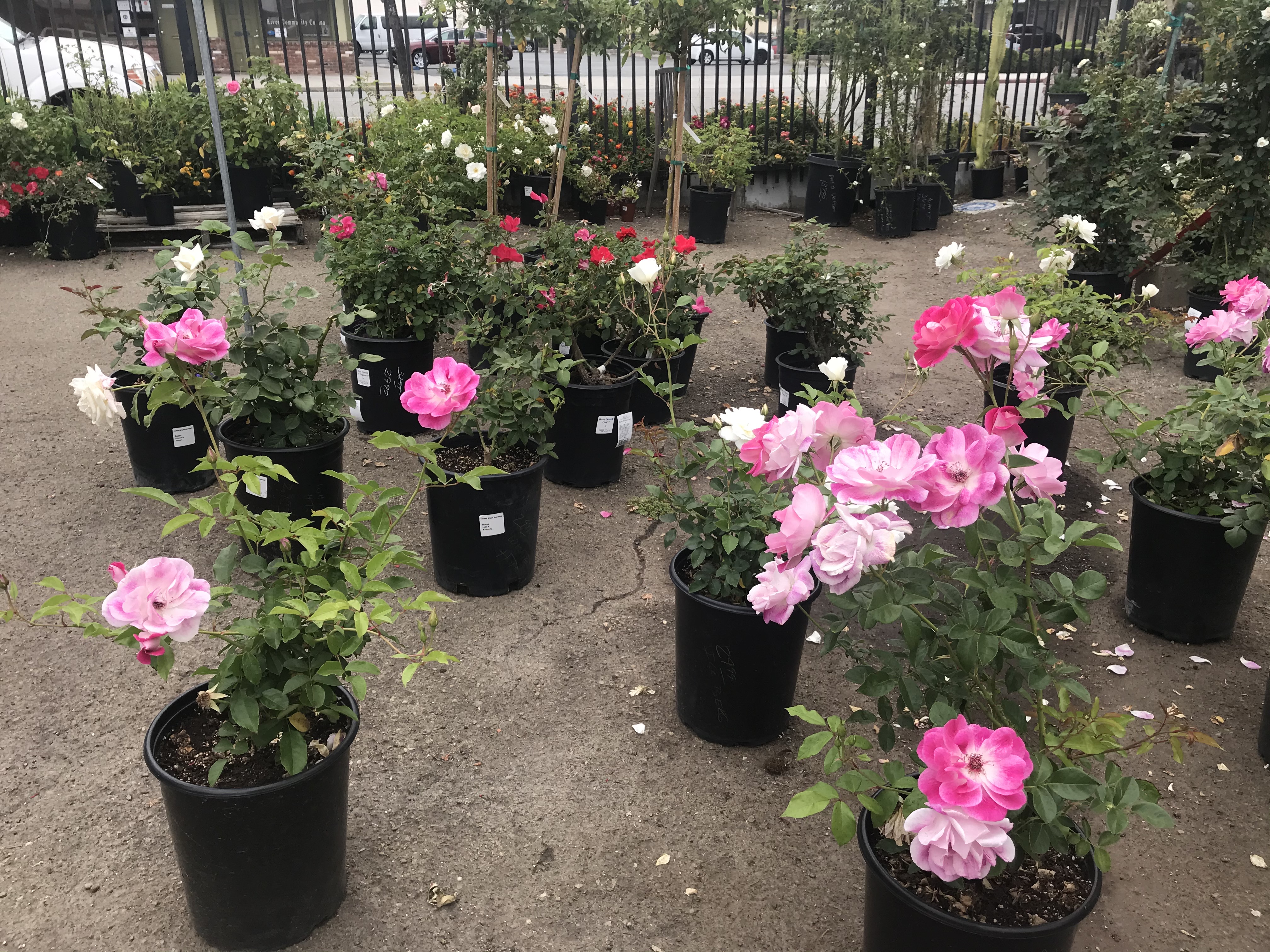 Covina Garden Center