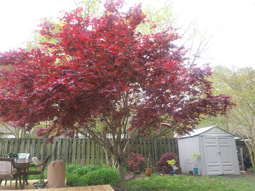Colony Pines Park - Thumbnail