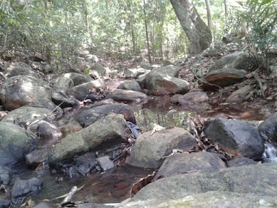 Photos of පල්මඩ මහ වල